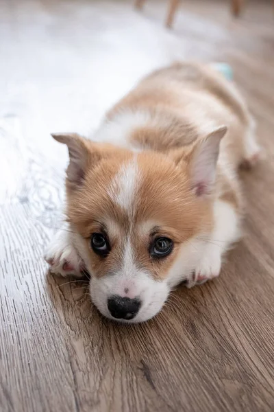 Adorable little puppy corgi — Stock Photo, Image