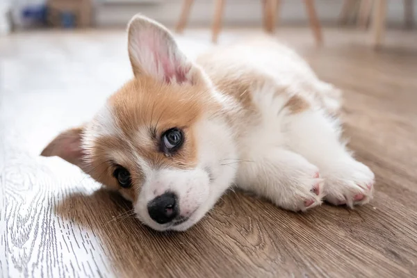 Adorable little puppy corgi — Stock Photo, Image