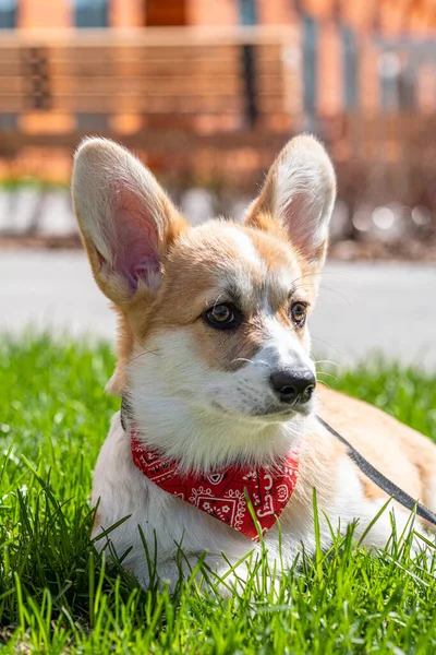 Corgi Pembroke parkta çimlere oturuyor. — Stok fotoğraf