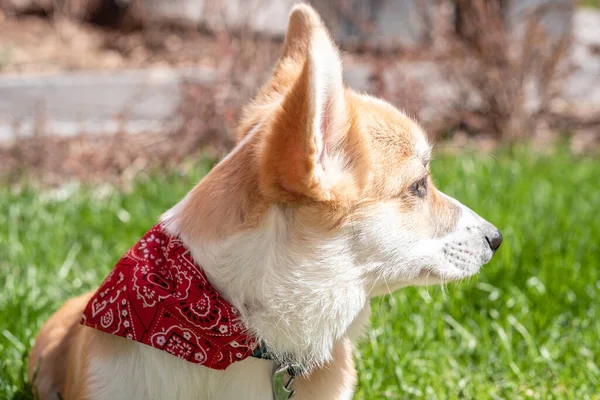 Corgi Pembroke sitting ob grass in park — Stock Photo, Image