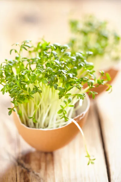 Ensalada de berro en una cáscara de huevo — Foto de Stock