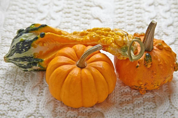 秋秋の装飾 — ストック写真