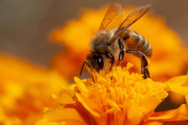 Beautiful insect with an close up lens and shoot macro