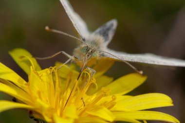 very close up insect with an macro lens and capture a very nice nature element
