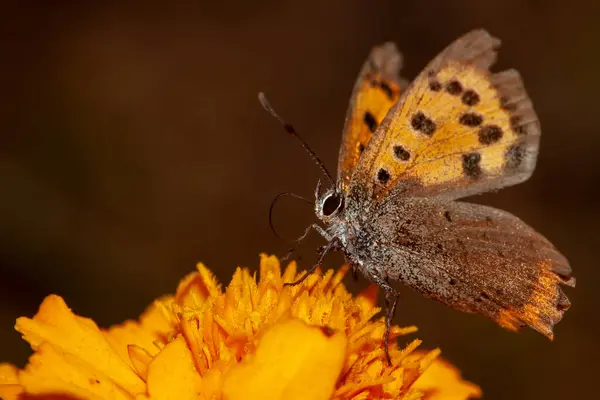 Beautiful insect with an close up lens and shoot macro