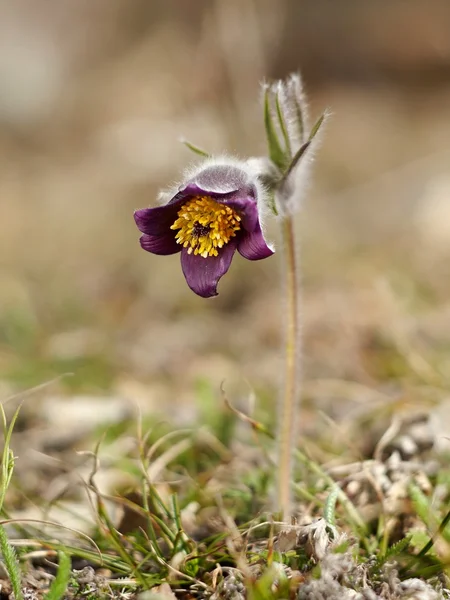 Fleur pascale, Pulsatilla — Photo