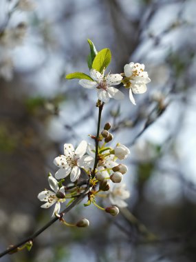 Karaçalı çiçeği güneşin arka aydınlatma