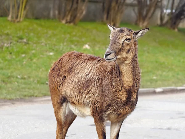 Mouflon 鹿女性の肖像画 — ストック写真