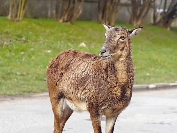 Mufflon rådjur kvinnliga porträtt — Stockfoto