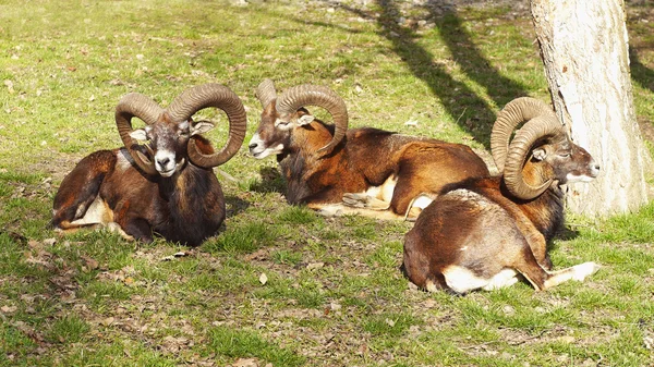 Mufflon rådjur på gräsmattan — Stockfoto