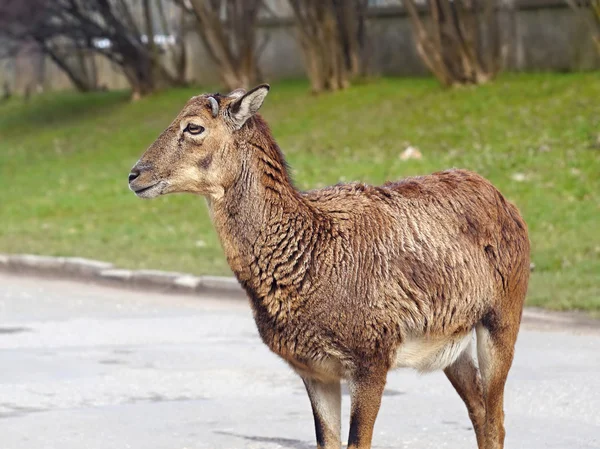 Mufflon rådjur kvinnliga porträtt — Stockfoto