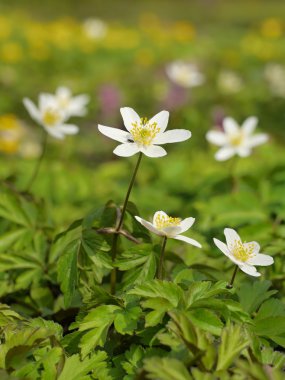 bahar beyaz çiçeği