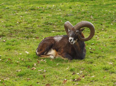 Büyük boynuzlu geyik kunduzdan oluşur