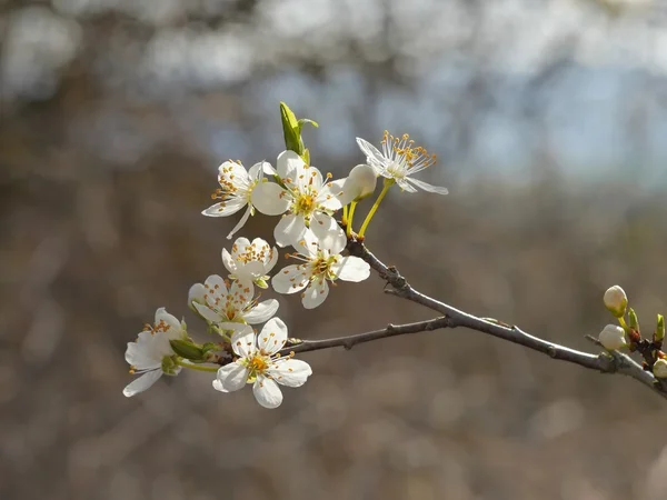 Sleedoorn bloeien in het voorjaar van — Stockfoto