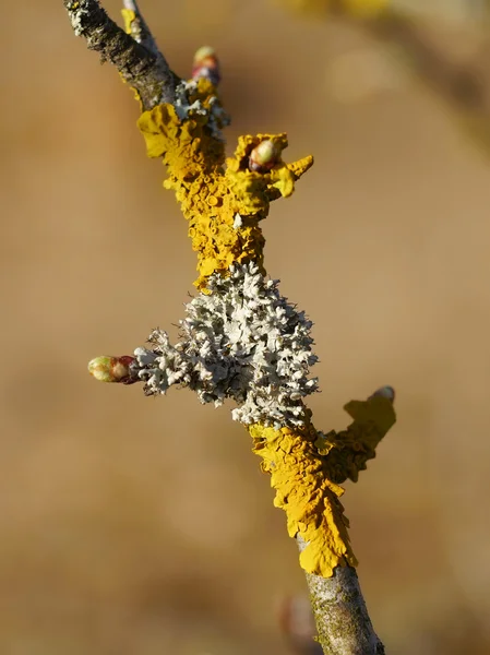 Лишайник двух цветов — стоковое фото