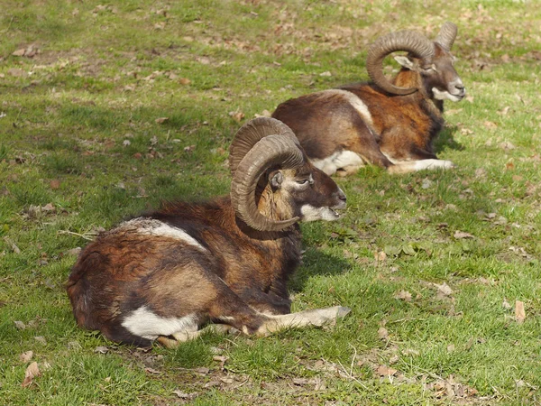 Mouflon due cervi — Foto Stock