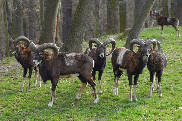 Mouflon manada de ciervos — Foto de Stock