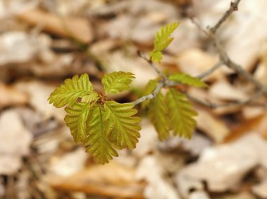 Oak.Young yaprakları ilkbaharda