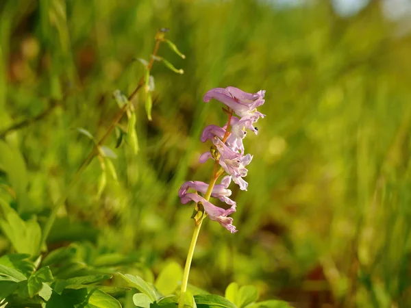 Pink Flowers in backlit — Stock Photo, Image