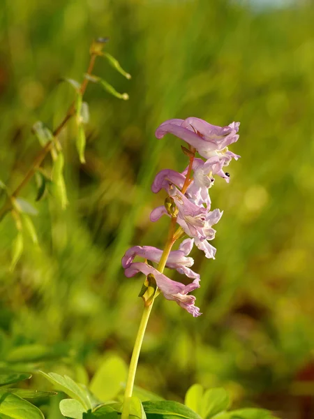 Pink Flowers in backlit — Stock Photo, Image