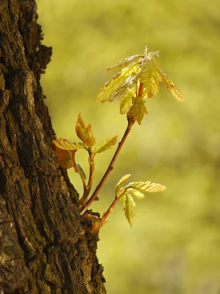 Árbol de roble hojas jóvenes primavera —  Fotos de Stock