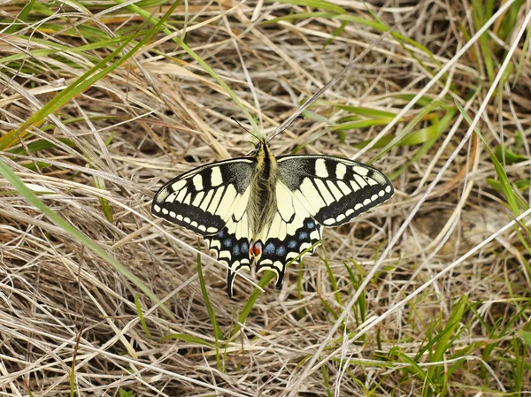 Motýl otakárek na trávě — Stock fotografie