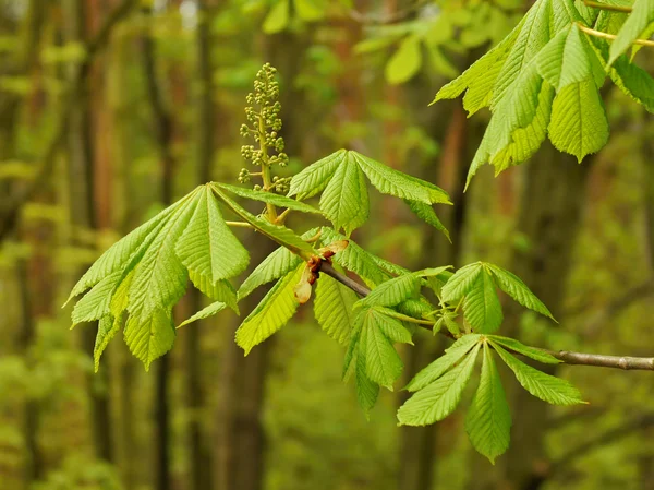 Kestane bahar taze yaprak ve çiçek