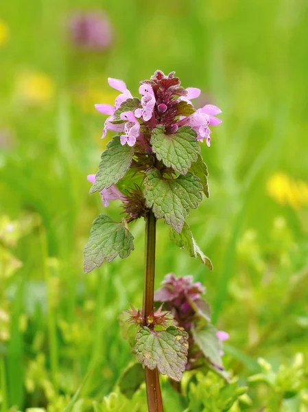 Nettle flower purple — Stock Photo, Image