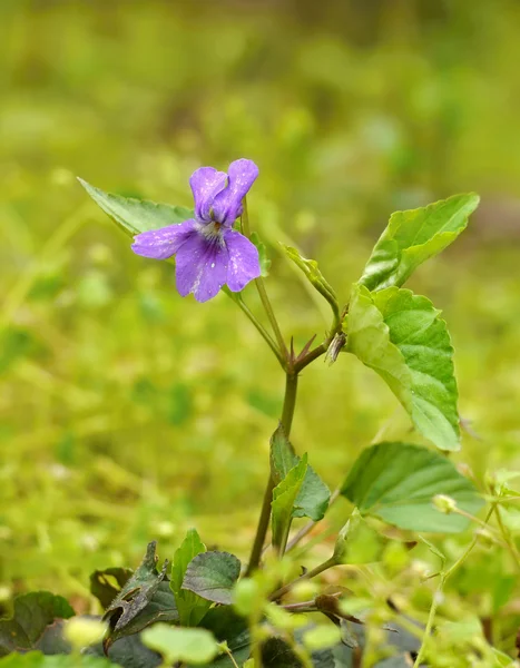 Violet flower in nature — Stock Photo, Image