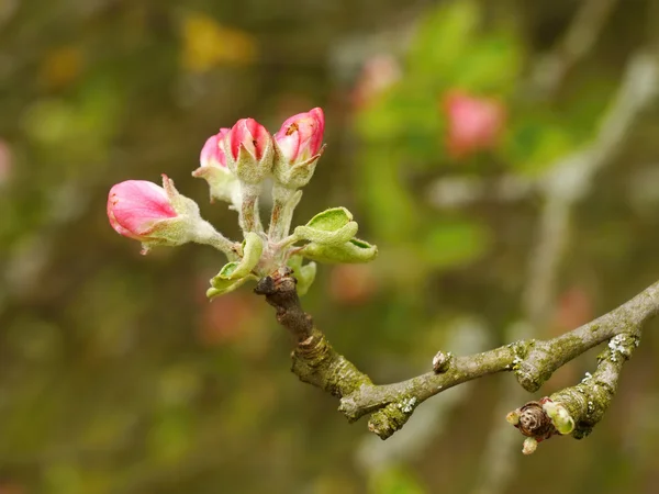 Appelboom bloesem — Stockfoto