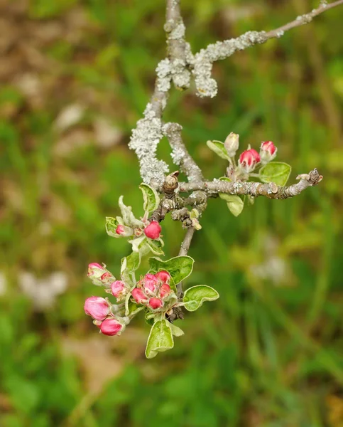 Flor de árvore de maçã — Fotografia de Stock