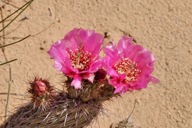 Pembe kaktüs çiçek vahşi