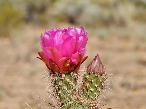 Rosa kaktus blomma vilda — Stockfoto