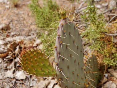 Kaktüs yaprakları ve tomurcukları