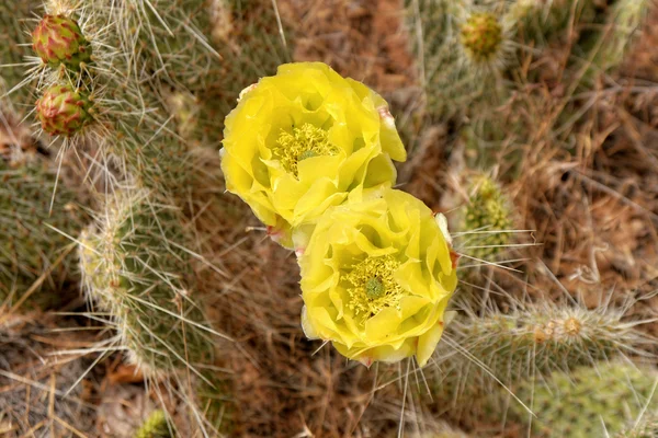 Flowe de cactus amarillo — Foto de Stock