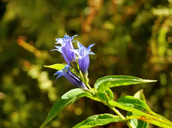 Gentian violet flower — Stock Photo, Image