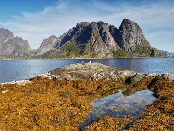 ロフォーテン諸島ノルウェー — ストック写真