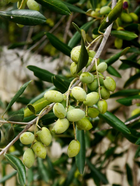 Olives — Stock Photo, Image