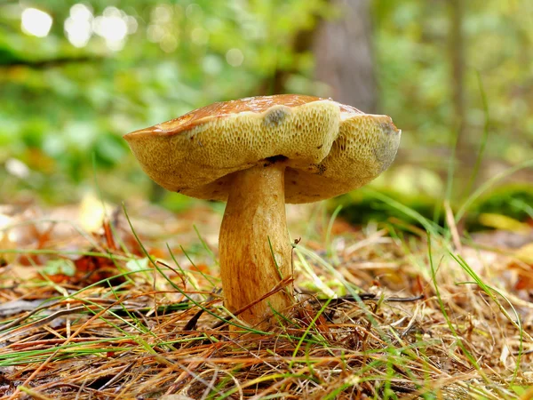 Autumn mushroom — Stock Photo, Image