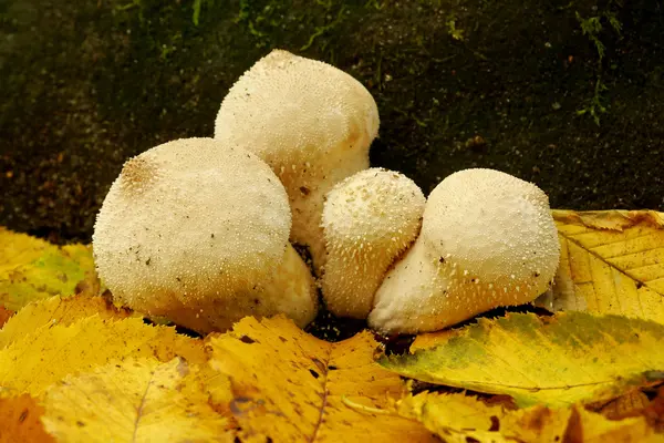 Herbstpilz — Stockfoto