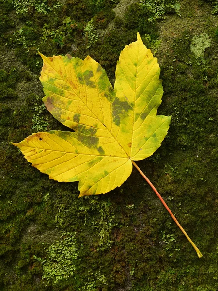 Esdoornblad in herfst kleuren — Stockfoto