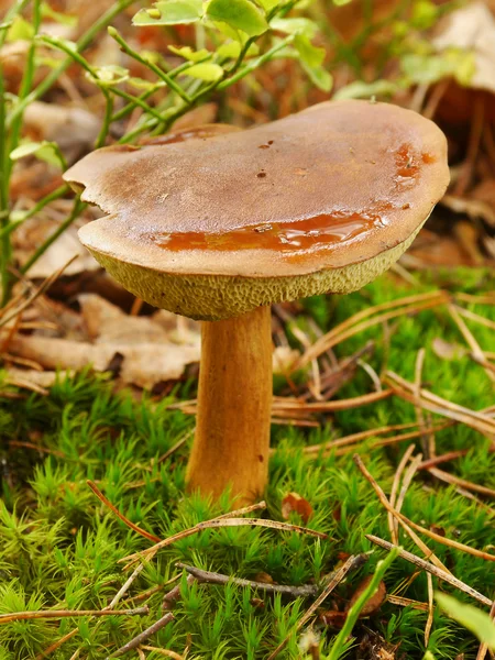 Herbstpilz — Stockfoto