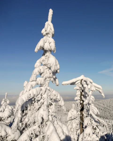 Frostige Bäume in den Bergen — Stockfoto