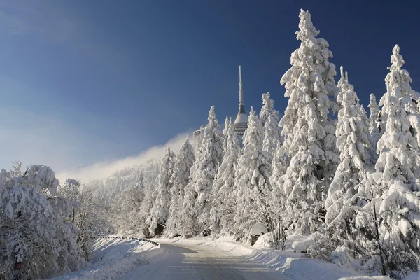 Frostad träd i bergen — Stockfoto