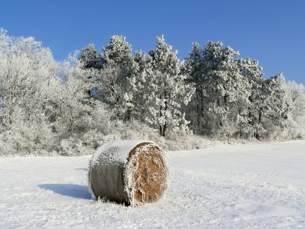 Kış ve saman balya alanında