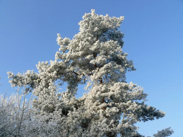 Árbol escarchado — Foto de Stock