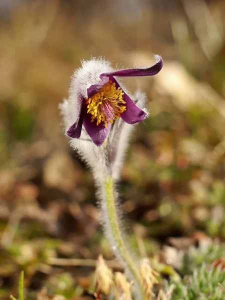 Mill blomma i morgonljuset — Stockfoto