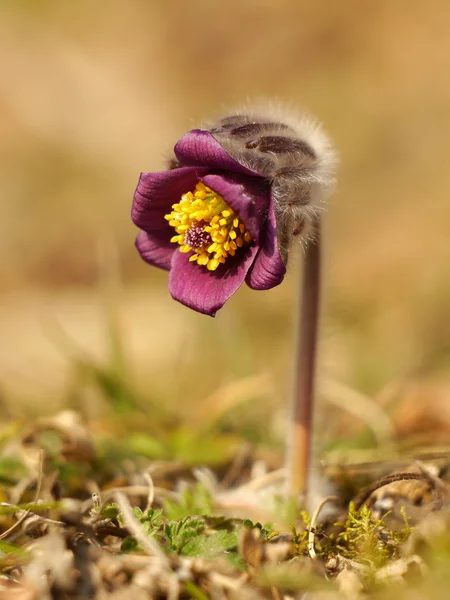 Pulsatilla bloem in de ochtend licht — Stockfoto