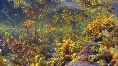 Norveç Denizi sualtı bitkilerde