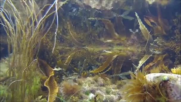 Víz alatti növények a norvég-tenger — Stock videók